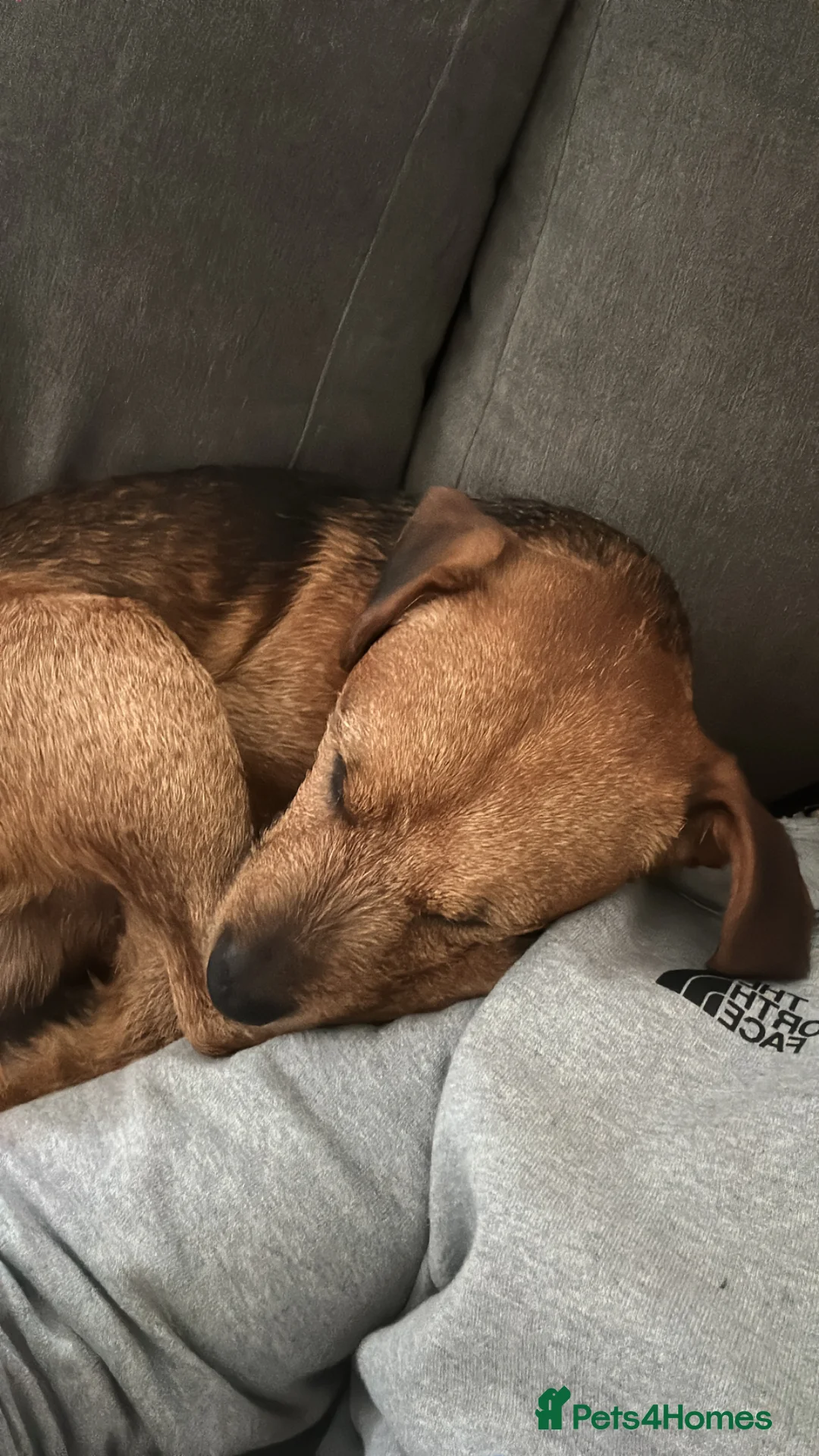 Patterjack dogs for sale: Meet nigglesworth in Wedmore - Advert 2