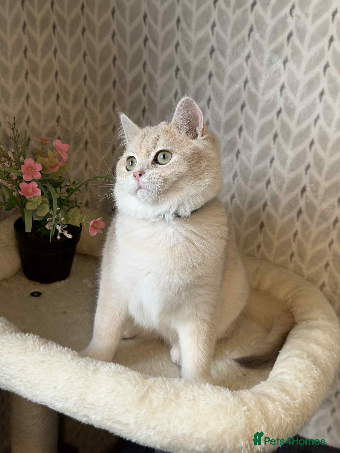 British Shorthair cats for sale: ⭐️TICA chunky golden BRITISH SHORTHAIR  - Advert 11