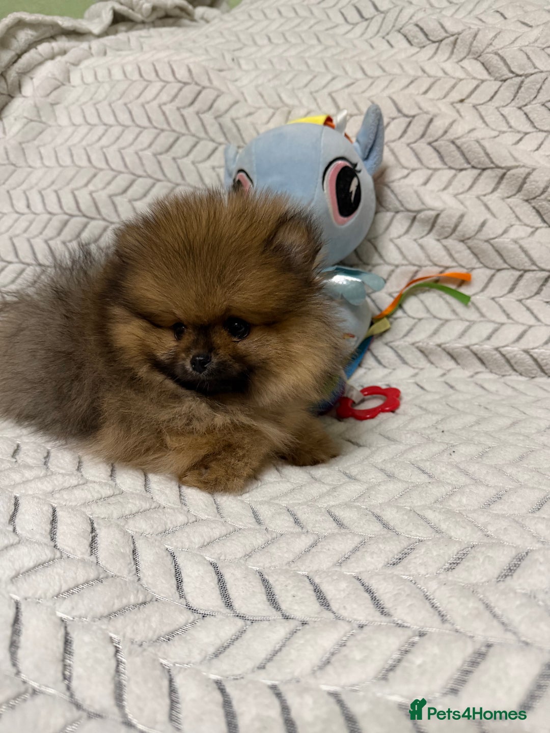 Pomeranian dogs for sale: ***Exquisite Kc reg Pomeranian Puppies *** - Advert 15