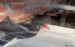 Hens poultry for sale: Beautiful Black Hens – Healthy & Ready to Lay! - Image 3