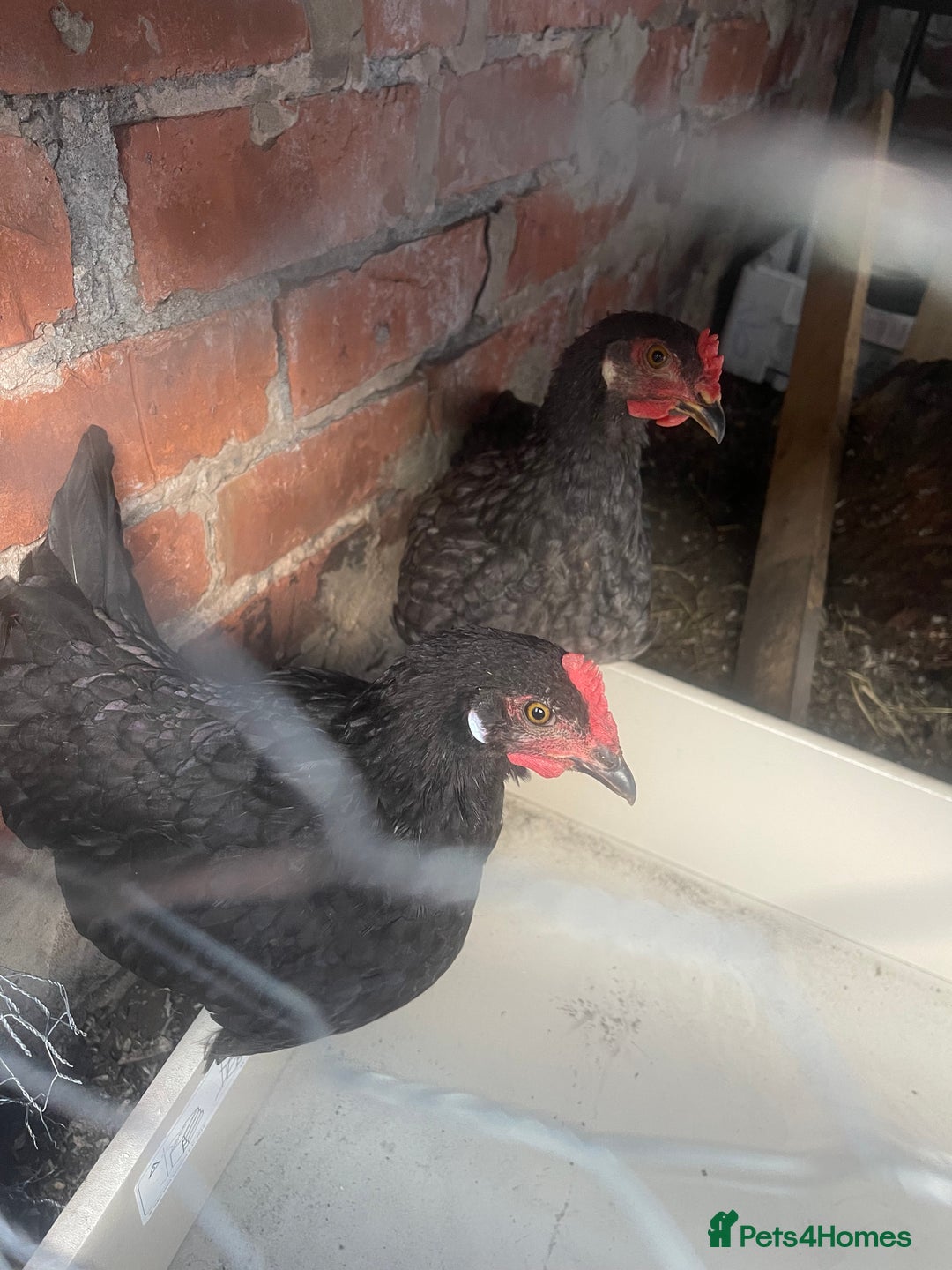 Hens poultry for sale: Beautiful Black Hens – Healthy & Ready to Lay! - Image 3