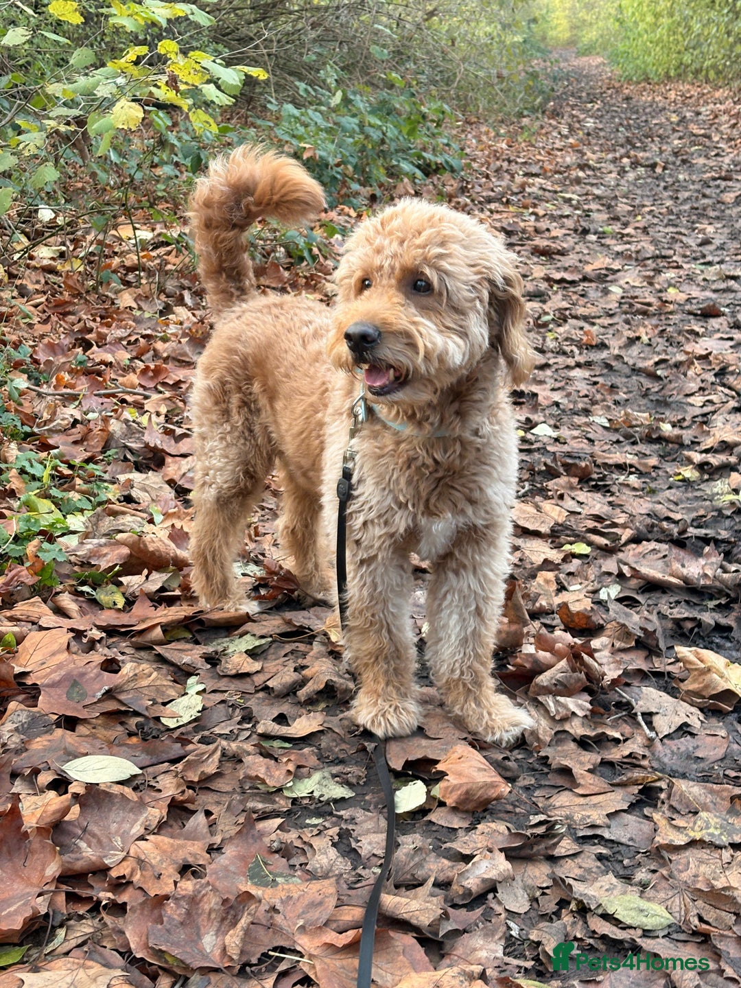 Goldendoodle dogs for stud: Proven Miniature Goldendoodle Stud – Noah 🐾 in London - Advert 25