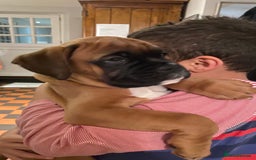 Boxer dogs for stud: KC Boxer Available for Stud | Champion Bloodlines - Image 11