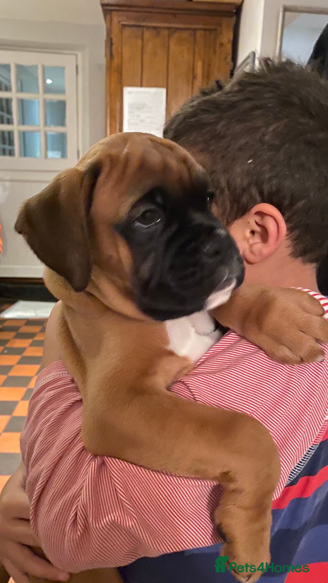 Boxer dogs for stud: KC Boxer Available for Stud | Champion Bloodlines - Image 11