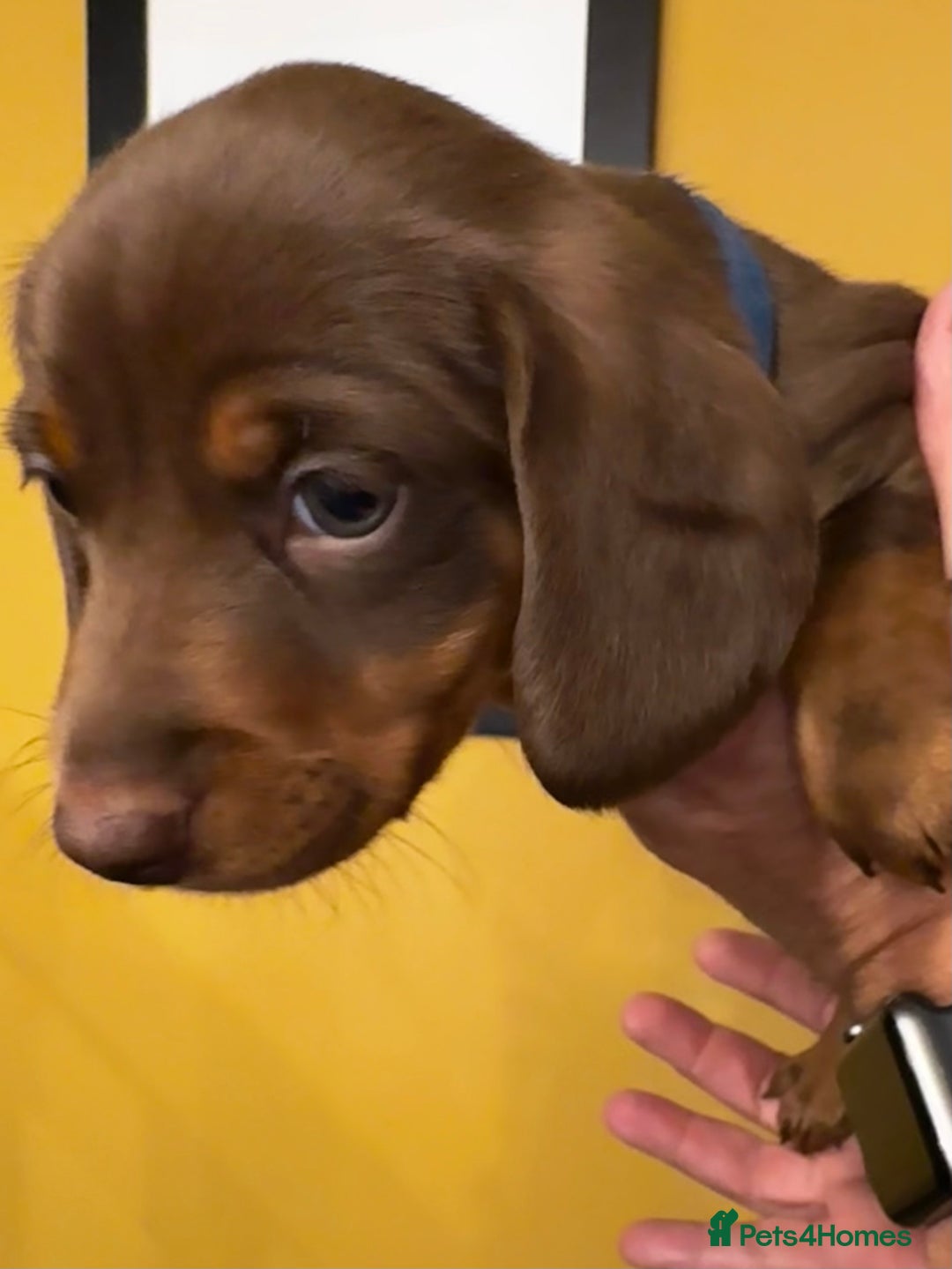Miniature Dachshund dogs for sale: READY NOW Stunning miniature dachshund pups in Mirfield - Image 8