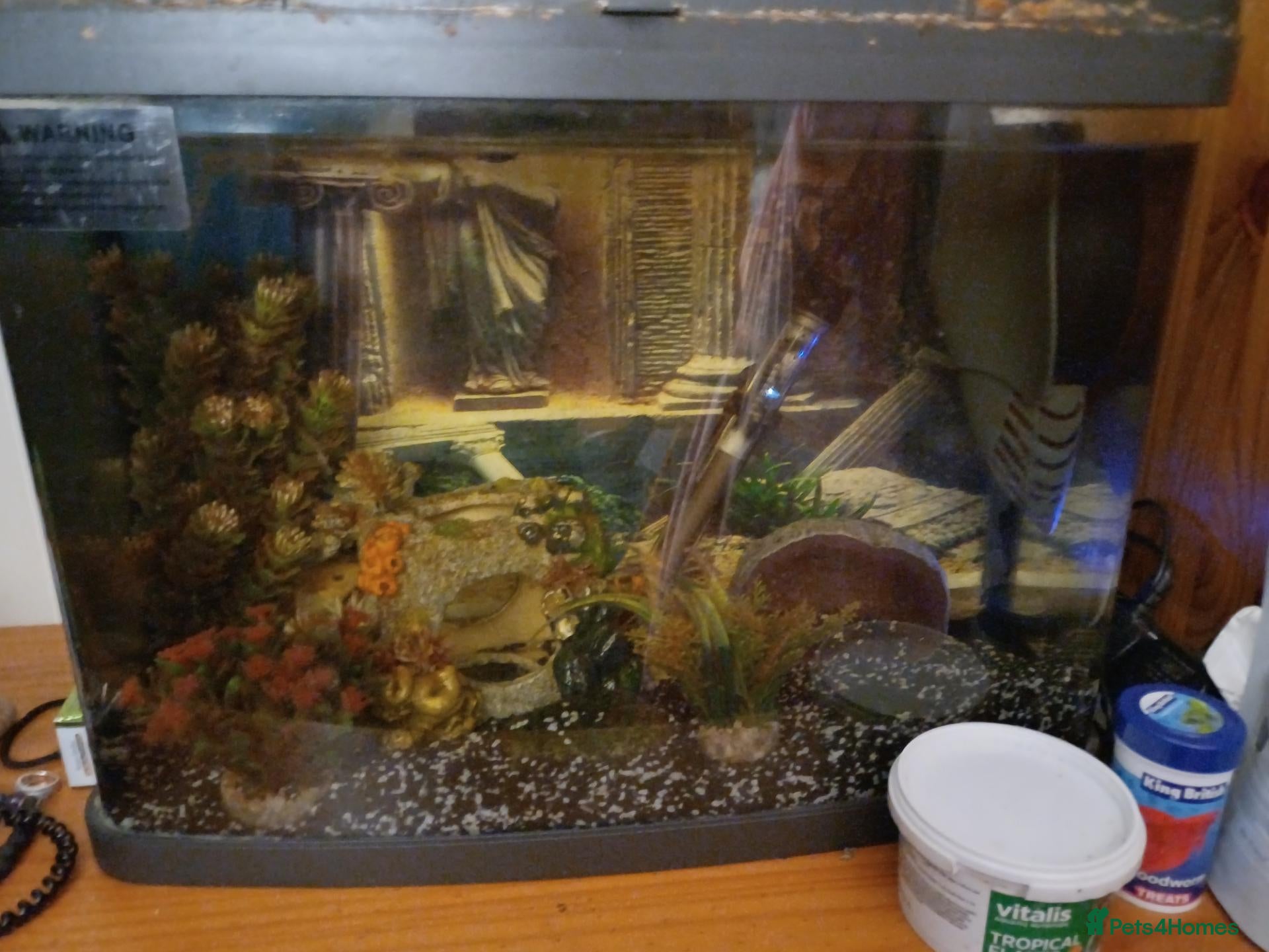 Catfish fish Fish Tank and fish - Advert 2