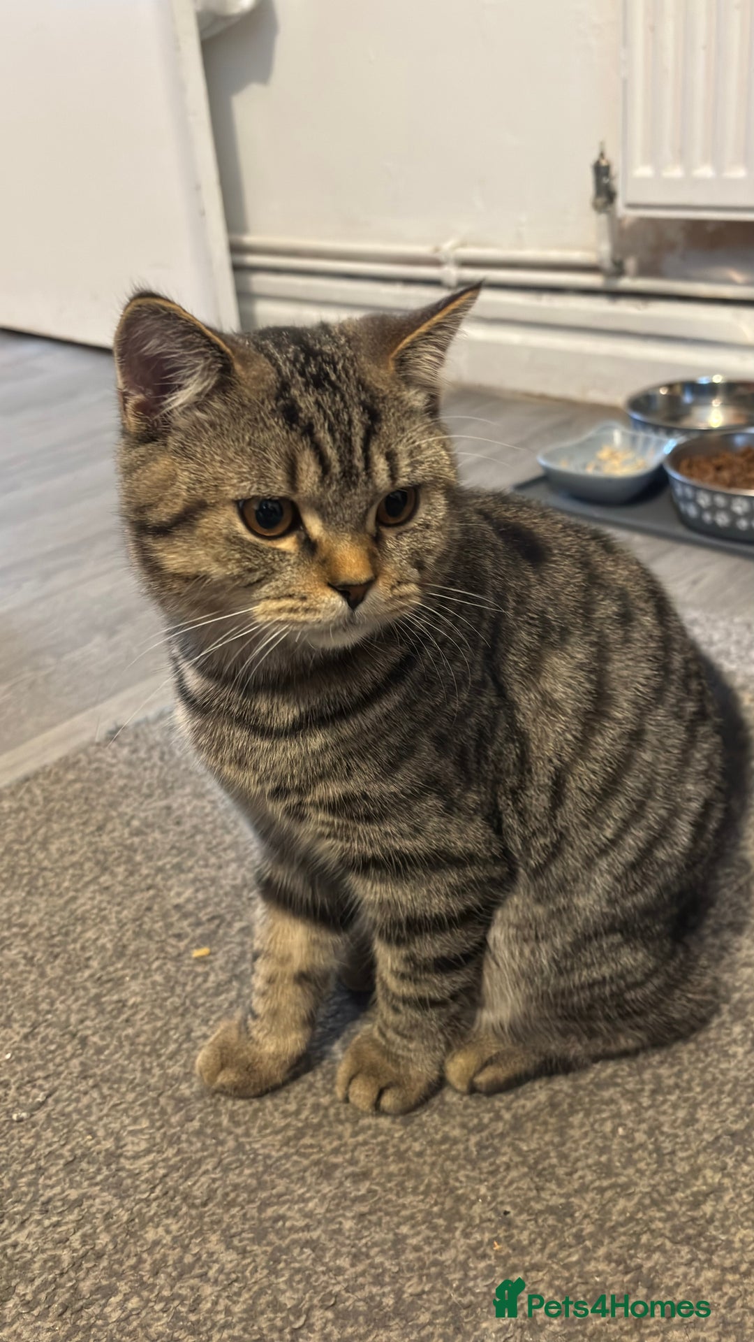 British Shorthair cats for sale: Lovely male british short hair  - Advert 2
