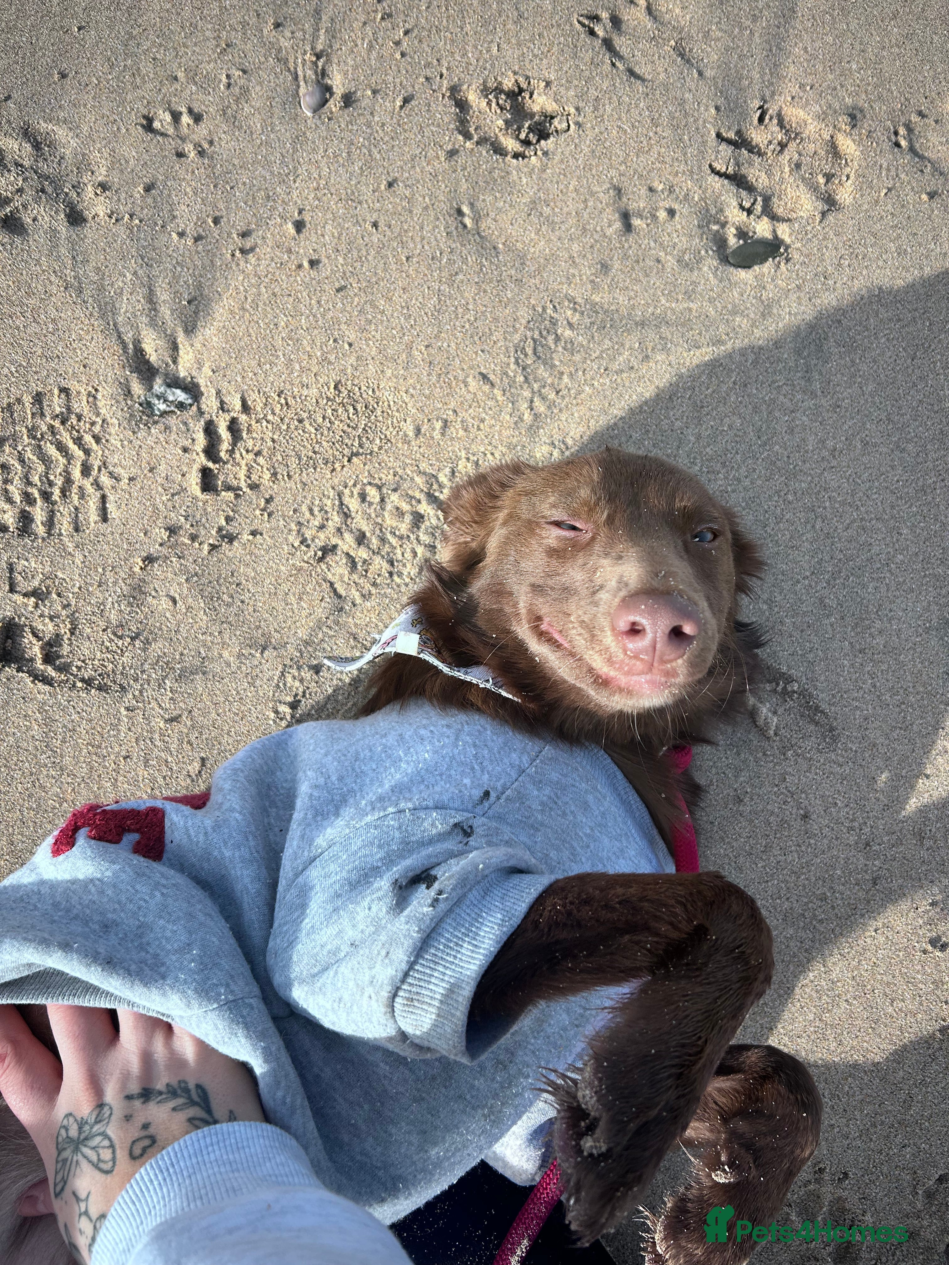 Mixed Breed dogs Bear 🐻  - Advert 3