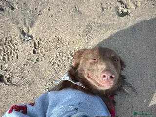 Mixed Breed dogs Bear 🐻 - Advert 3