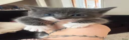 Mixed Breed cats for sale: Beautiful fluffy kittens in Pontypridd - Advert 7