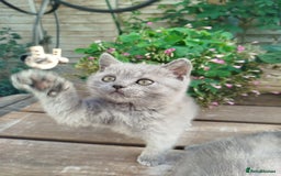 British Shorthair cats for sale: Beautiful kittens  - Image 3