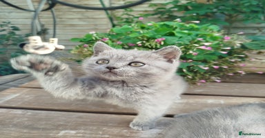 British Shorthair cats - Advert 10