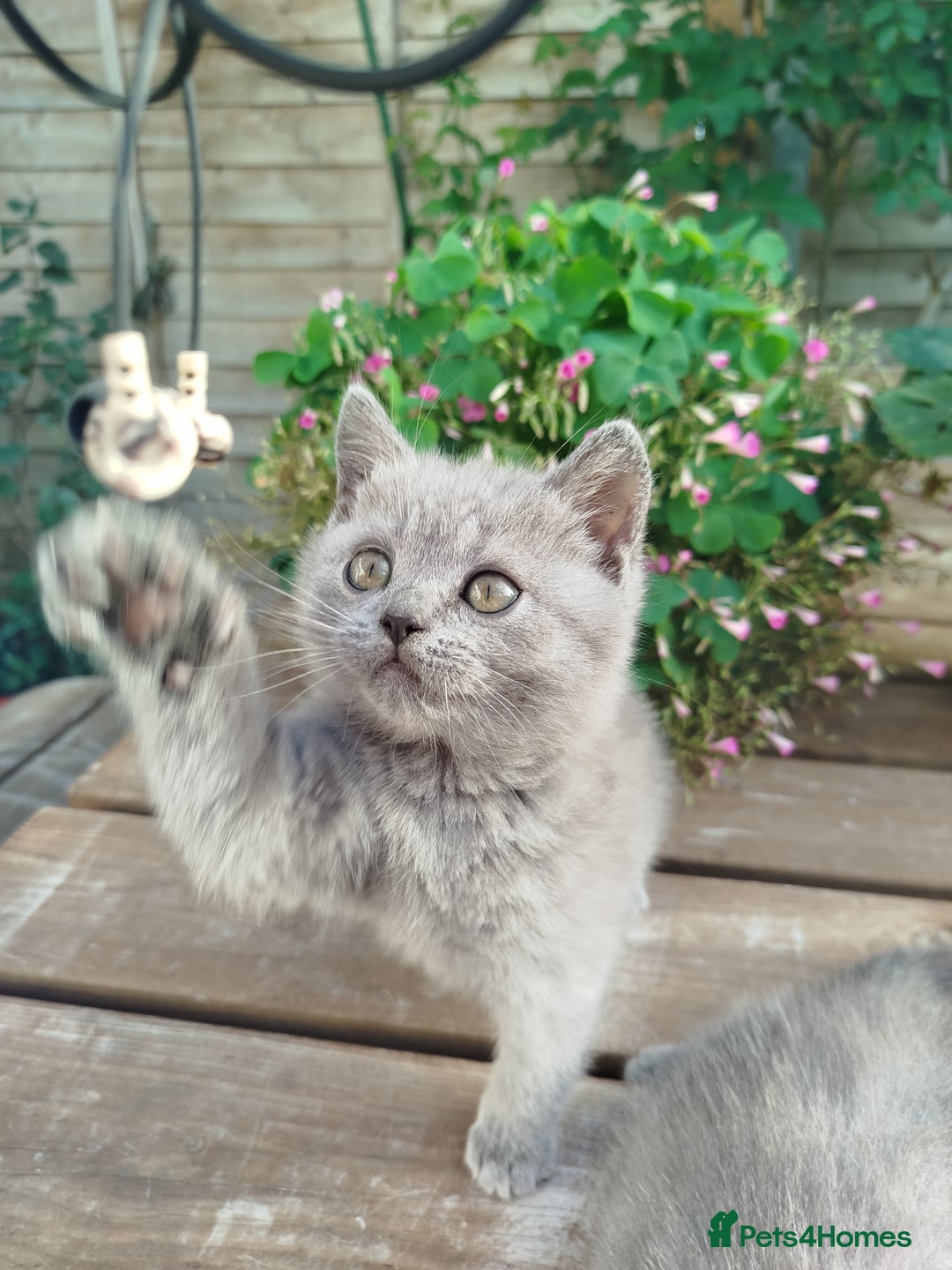 British Shorthair cats for sale: Beautiful kittens  - Image 3