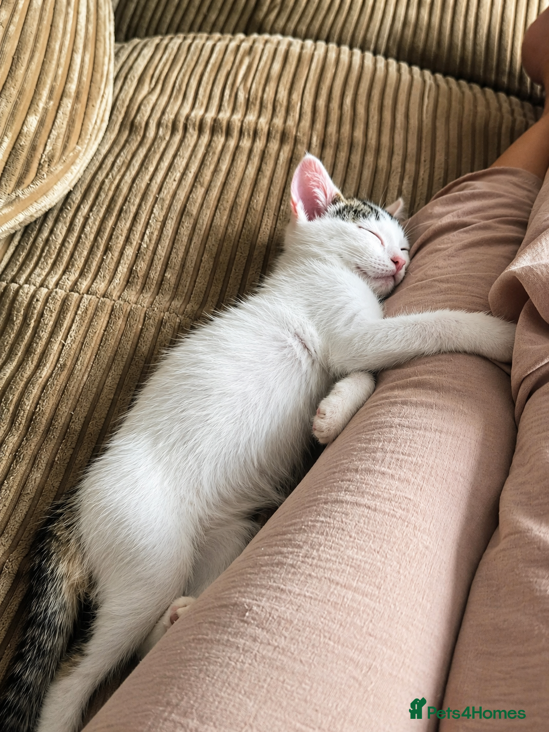 Mixed Breed cats for sale: 5 Beautiful Kittens Who Adore Human Company - Advert 16