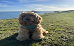 Cocker Spaniel dogs for sale: GOLDEN health tested show cocker spaniel pups - Image 16