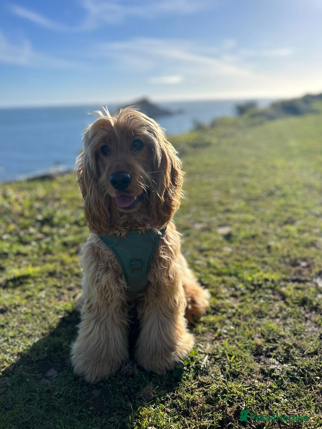 Cocker Spaniel dogs for sale: GOLDEN health tested show cocker spaniel pups - Image 16