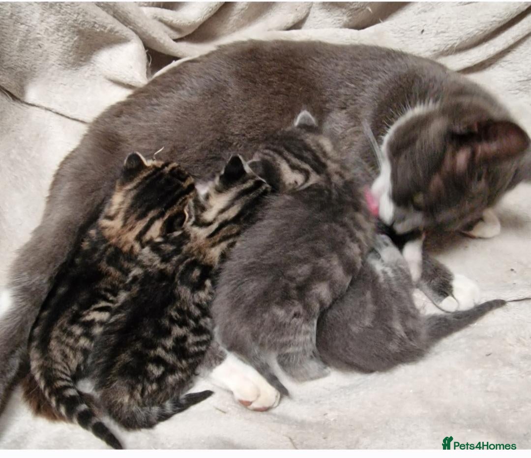 British Shorthair cats Beautiful Tabby and grey Tabby kittens  - Advert 1