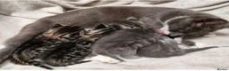 British Shorthair cats for sale: Beautiful Tabby and grey Tabby kittens  - Advert 1