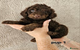 Cockapoo dogs for sale: Cockapoos Chocolate health tested parents  - Image 2
