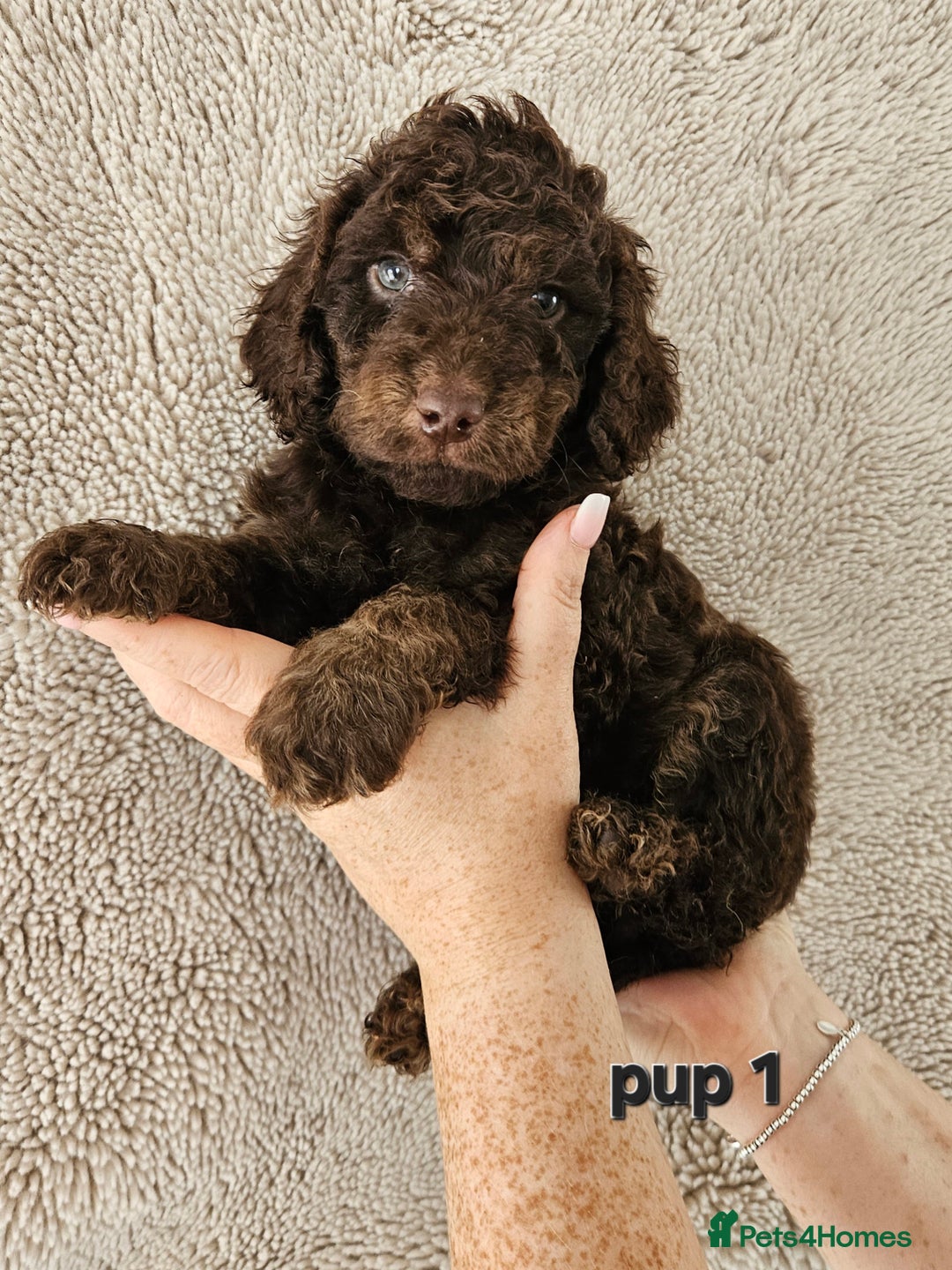 Cockapoo dogs for sale: Cockapoos Chocolate health tested parents  - Image 2
