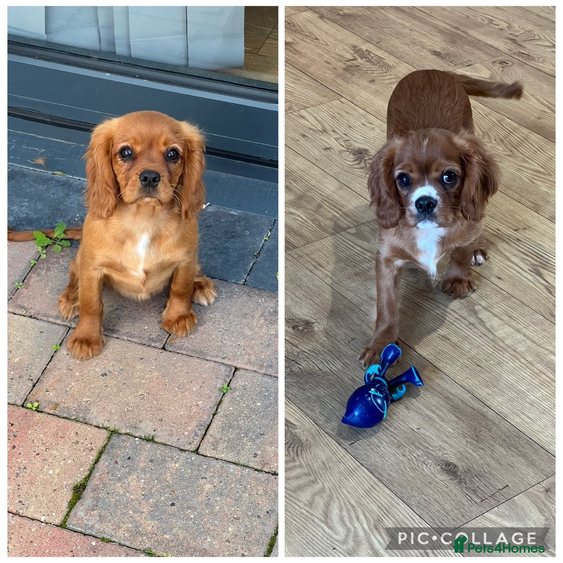 Cavalier King Charles Spaniel dogs Fully vaccinated KC HEALTH TESTED CAVALIER PUPPIES - Advert 2
