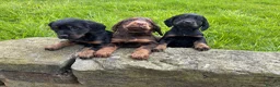 Cocker Spaniel dogs for sale: Black & Tan Girl left. 10 Weeks Old - Advert 7