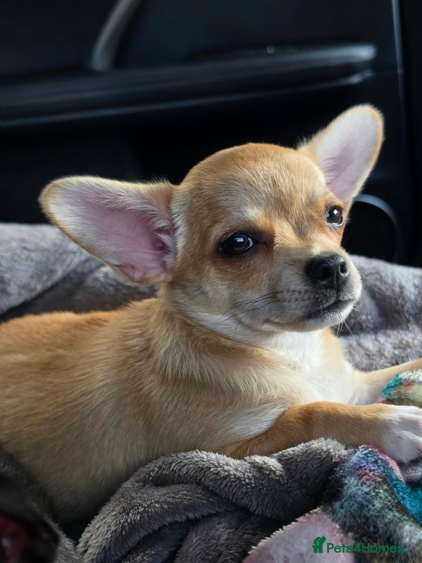 Chihuahua dogs 🐾Chihuahua Girls ready for forever loving homes - Advert 1