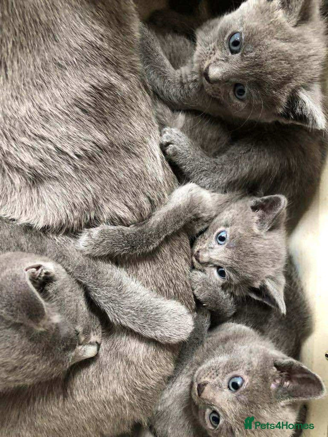 Russian Blue cats for sale: Russian Blue Kittens - Advert 5
