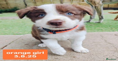 Border Collie dogs - Advert 15