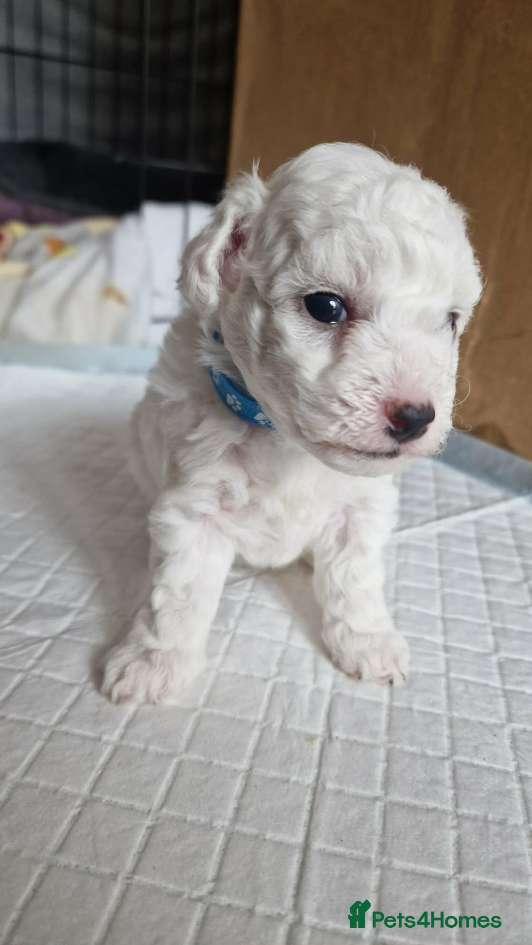 Bichon Frise dogs Bischon free - Advert 1