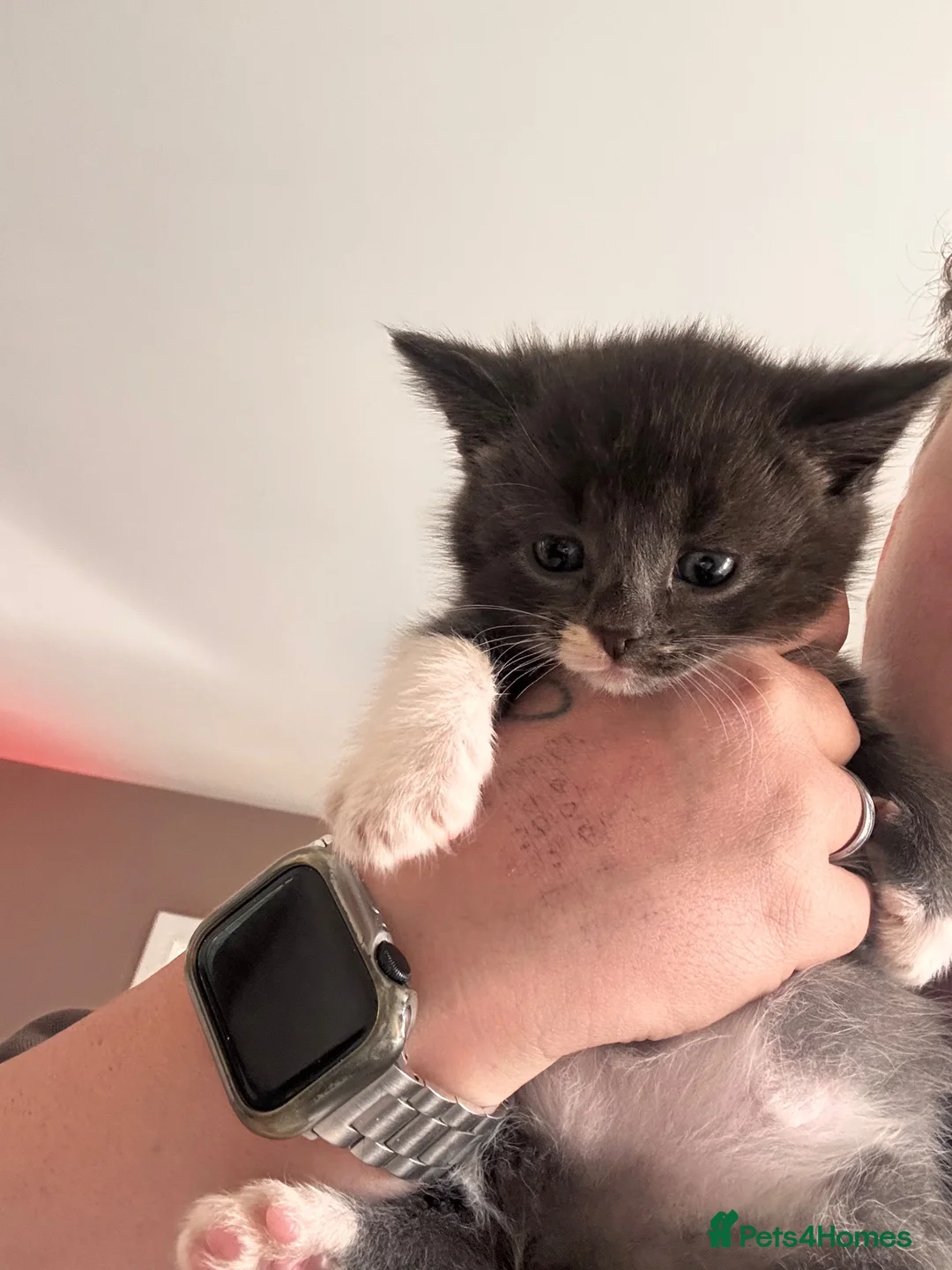 Mixed Breed cats for sale: Kitten ready for there forever home  - Advert 6