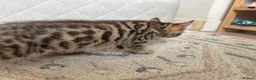 Bengal cats for sale: Bengal x  - Advert 2