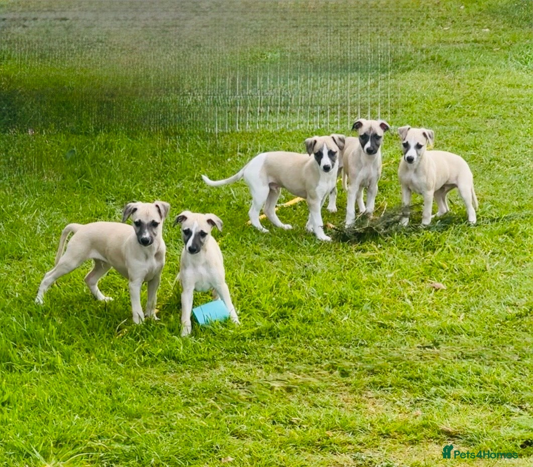 Whippet dogs Stunning Fawn Whippet Pups  - Advert 18