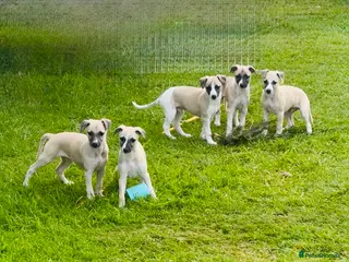 Whippet dogs Stunning Fawn Whippet Pups - Advert 18