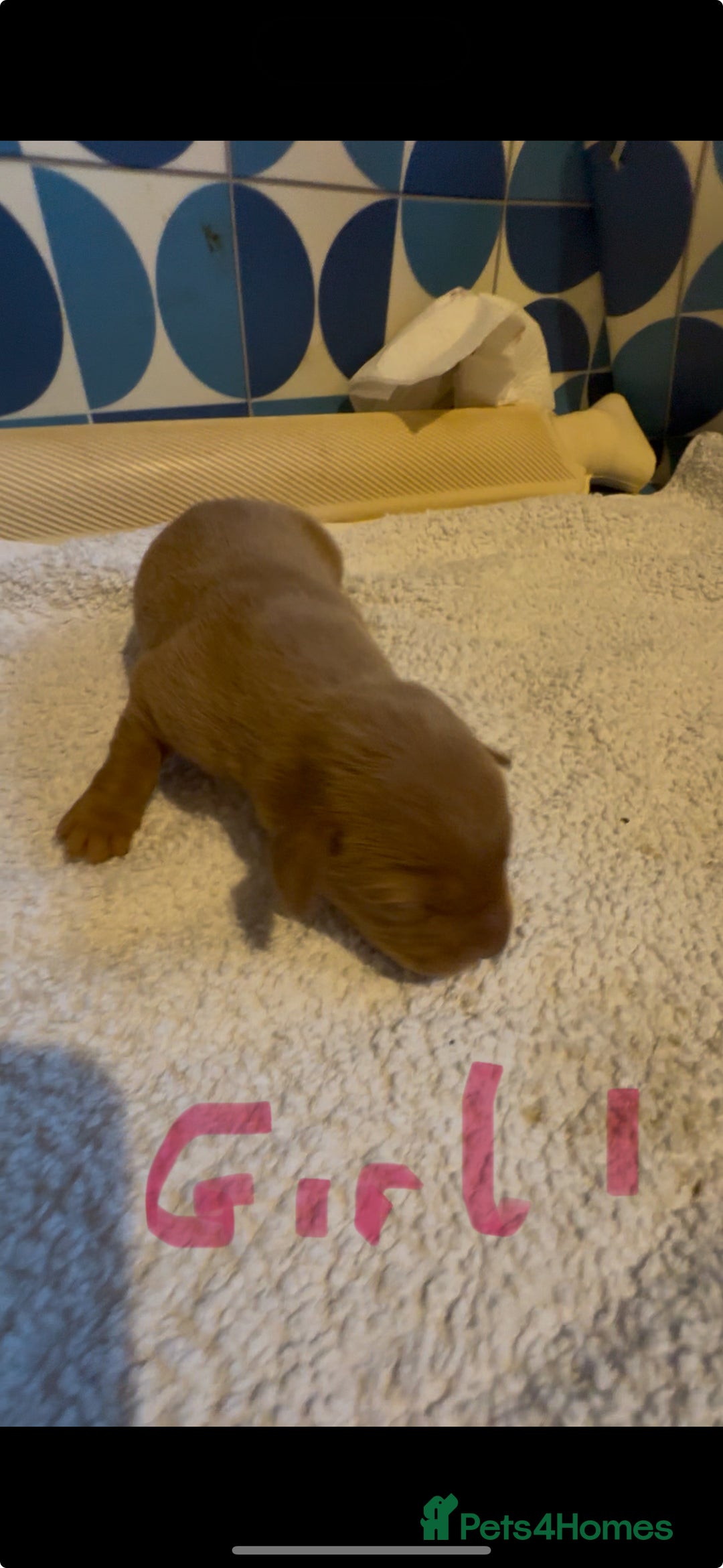 Labrador Retriever dogs for sale: Litter of 7 Fox Red Labrador Puppies - Advert 6
