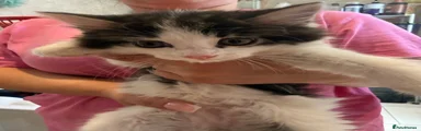 British Longhair 2