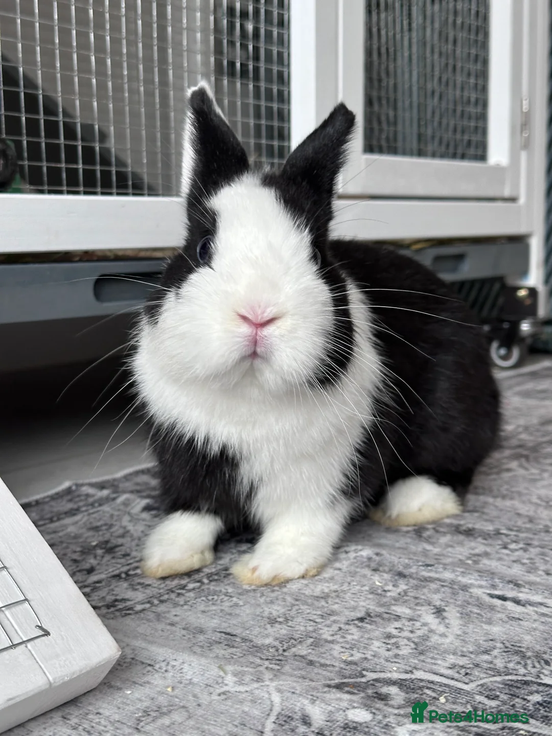 Netherland Dwarf rabbits for sale: Gorgeous Vienna Netherland Dwarf Rabbit - Advert 2