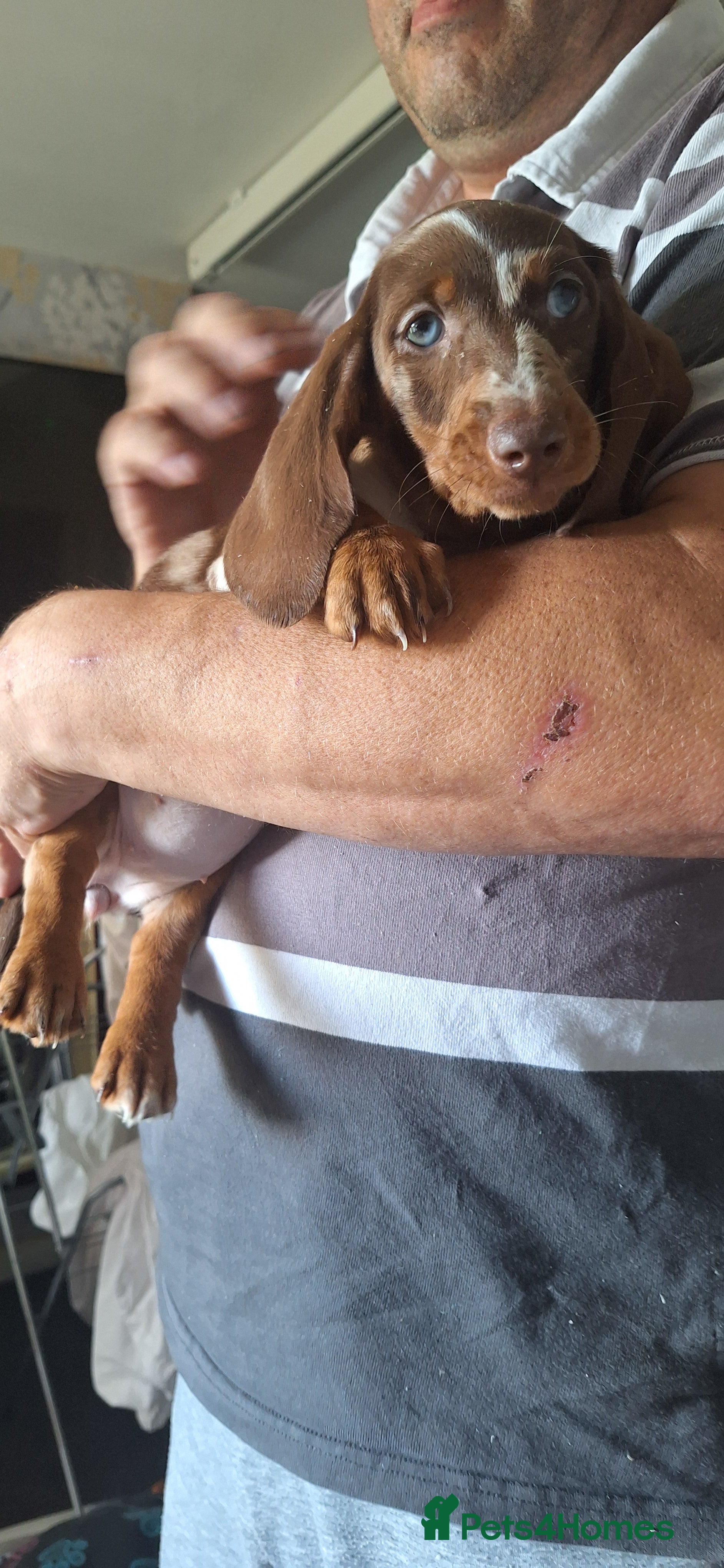 Dachshund dogs Beautiful dashchund puppies  - Advert 2