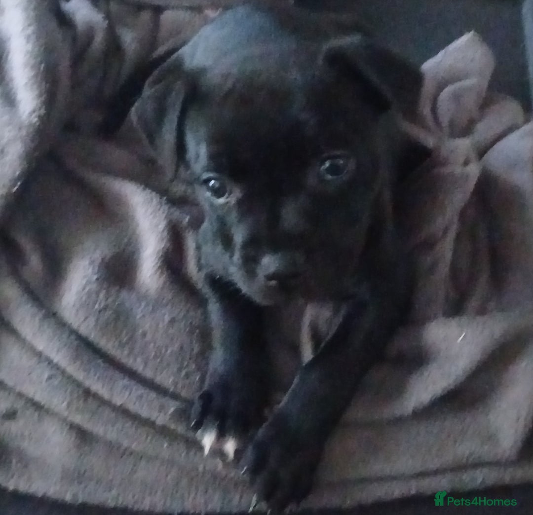 Staffordshire Bull Terrier dogs for sale:  KC Staffordshire Bull terriers - Image 25