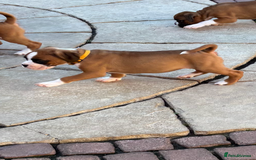 Boxer dogs for sale: Boxer pups  - Image 7