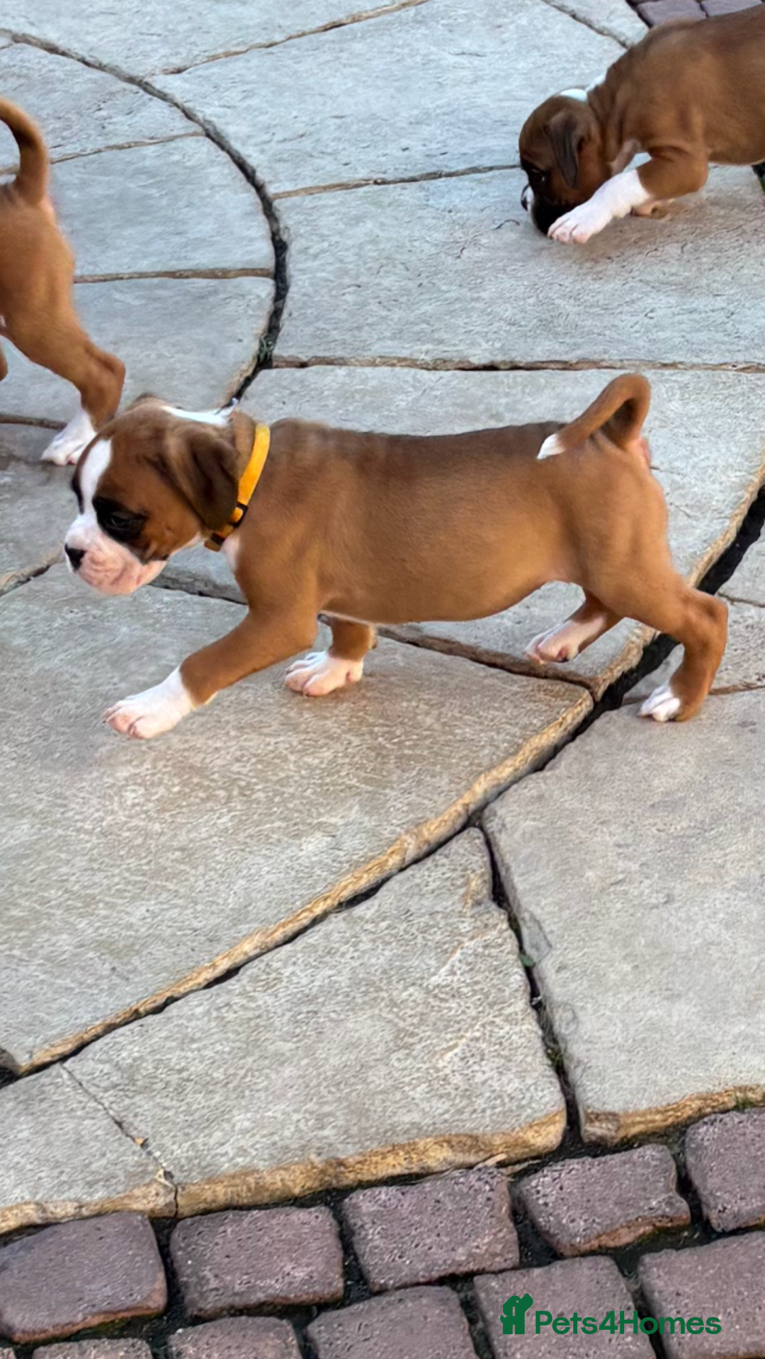 Boxer dogs for sale: Boxer pups  - Image 7