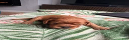 Cavapoochon dogs for sale: Cavalier King Charles Spaniel / Cavapooshon pups - Advert 30