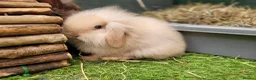 Mini Lion Lop rabbits for sale: Adorable Mini Lion Lops - READY JULY 1ST - Advert 25