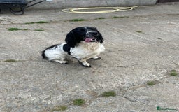 English Springer Spaniel dogs for sale: English Springer Spaniel Puppies - Image 3