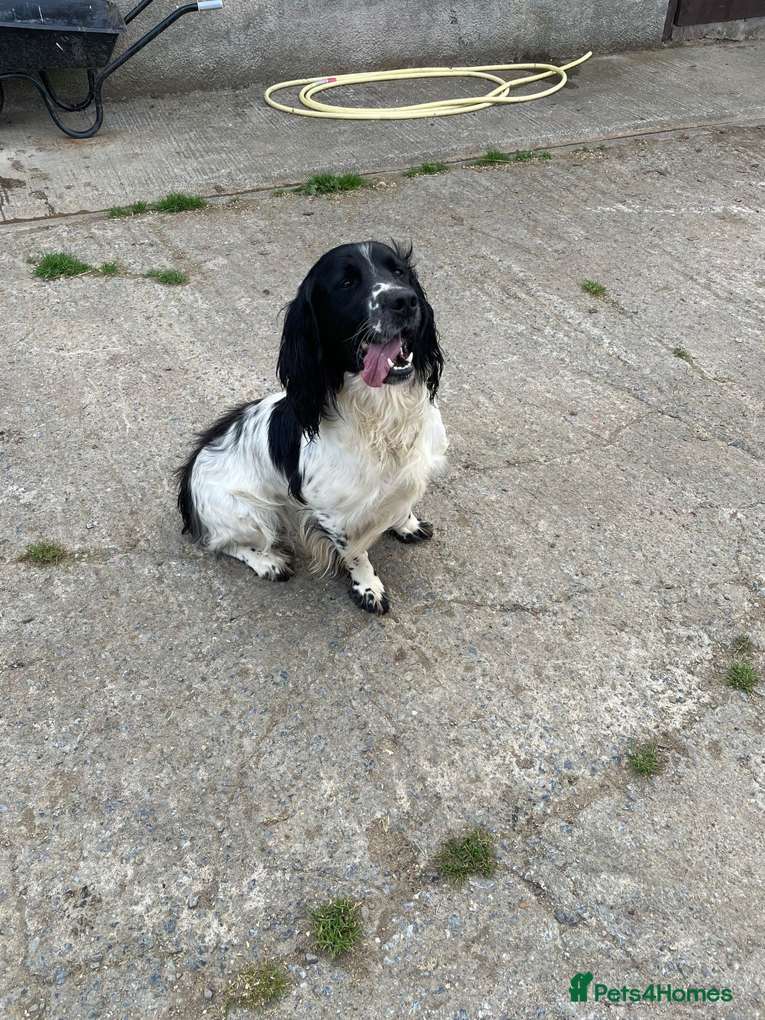 English Springer Spaniel dogs for sale: English Springer Spaniel Puppies - Image 3