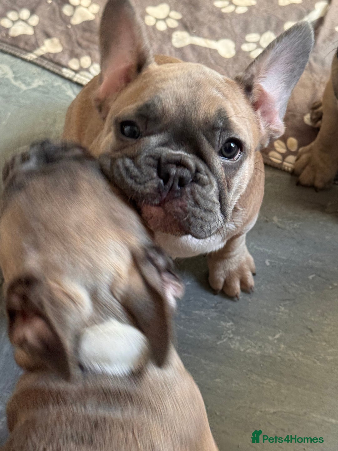 French Bulldog dogs for sale: French bulldogs puppies - Image 17