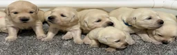 Golden Retriever dogs for sale: Beautiful healthy puppies - Advert 6