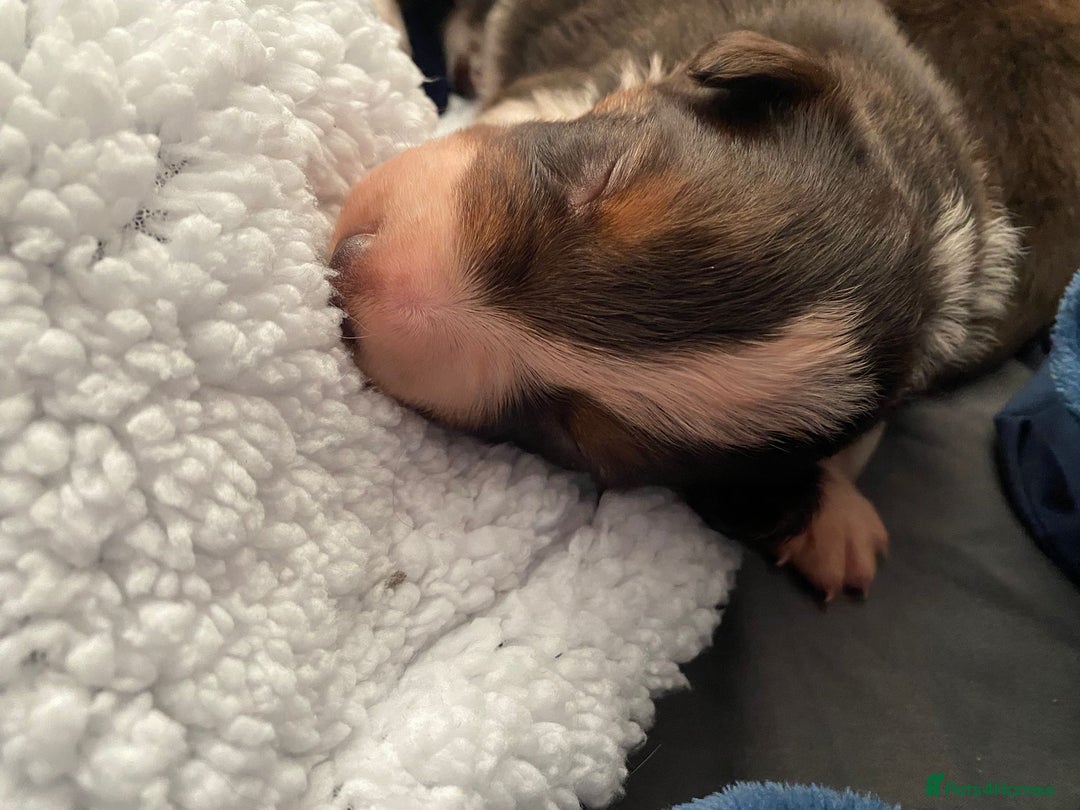 Border Collie dogs for sale: BorderCollie Pups: unique chocolate tri rough coat - Advert 18