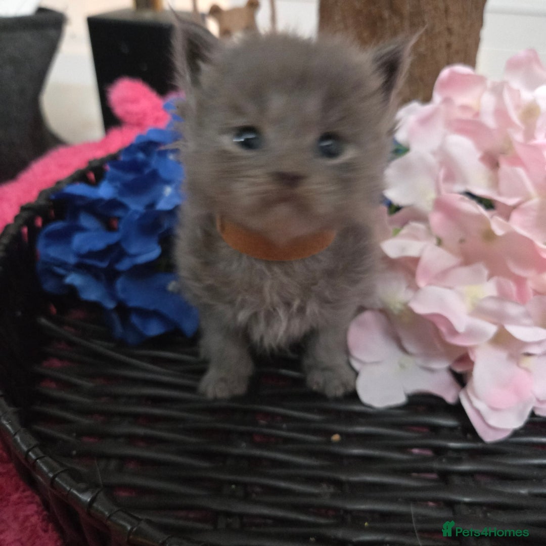 Maine Coon cats for sale: Champion russian Maine coon kittens - Advert 20