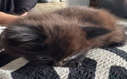Mixed Breed cats for sale: 4 fluffy part Maine coon kittens  - Image 3